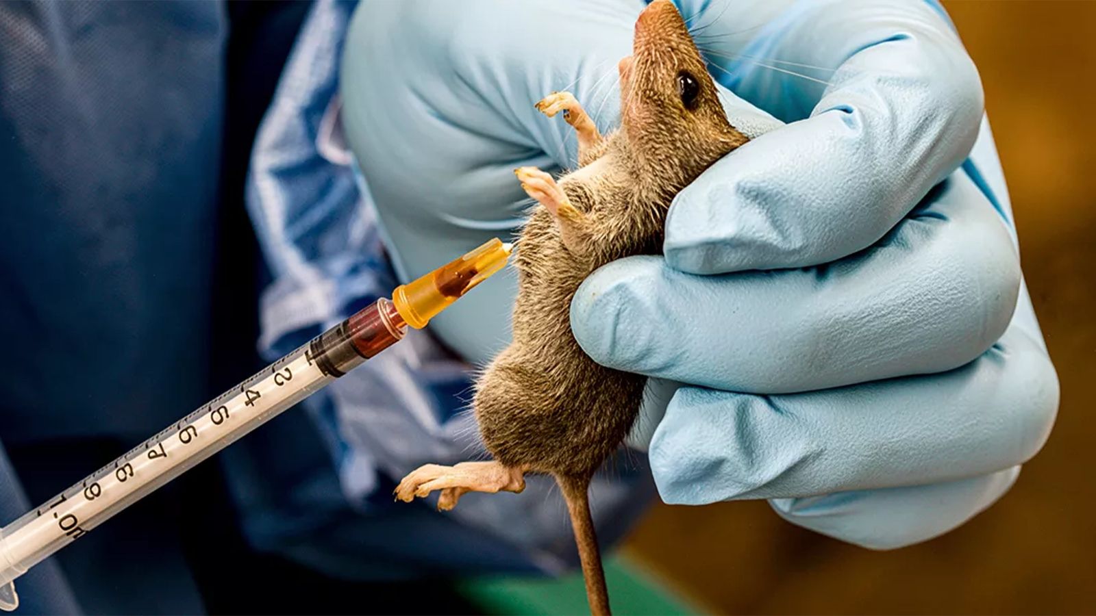 lassa fever