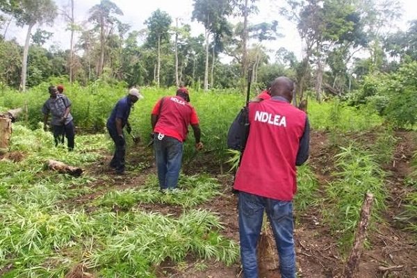 ndlea destroys cannabis farm edo